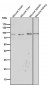 Anti-CD19 Rabbit Monoclonal Antibody